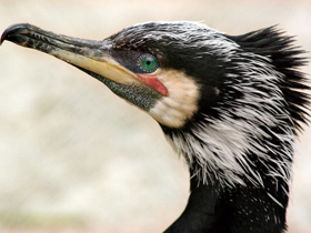 Большой баклан