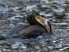 Смотреть фото Большой баклан Фото Большой баклан