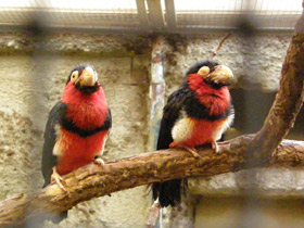 Смотреть фото Сенегальская либия Фото Сенегальская либия