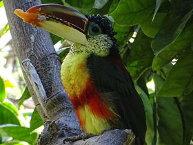 Курчавый арасари