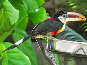 Курчавый арасари