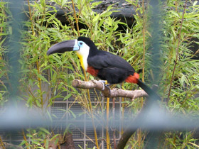 Фото Черноклювый тукан