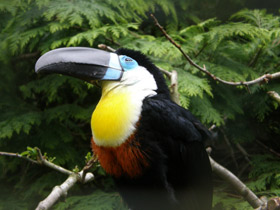 Фото Черноклювый тукан