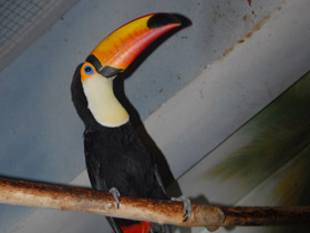 Фото Тукан токо