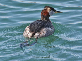 Фото Серощёкая поганка