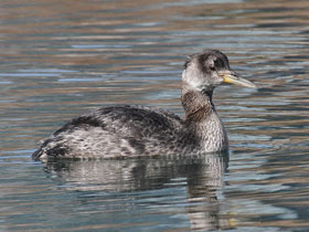 Фото Серощёкая поганка