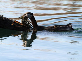 Фото Серощёкая поганка