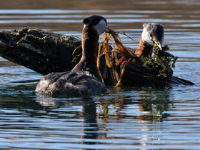Фото Серощёкая поганка