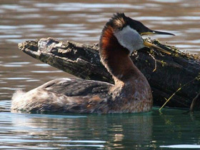Фото Серощёкая поганка