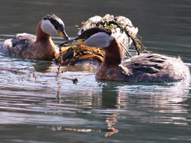 Фото Серощёкая поганка