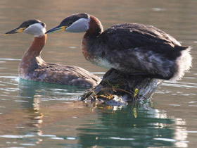 Фото Серощёкая поганка