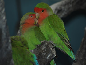 Фото Розовощекий неразлучник