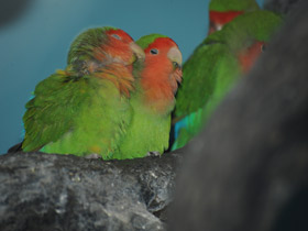 Фото Розовощекий неразлучник
