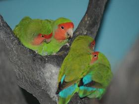 Фото Розовощекий неразлучник