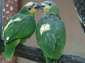 Смотреть фото Синелобый амазон Фото Синелобый амазон