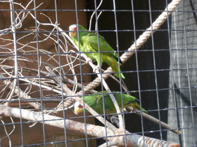 Фото Белолобый амазон