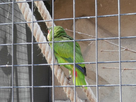 Фото Белолобый амазон