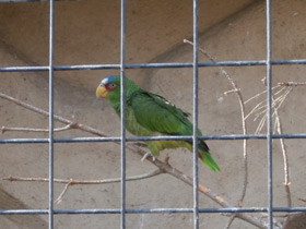 Фото Белолобый амазон