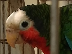 Фото Кубинский амазон