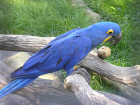 Гиацинтовый ара