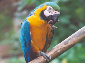 Смотреть фото Сине-желтый ара Фото Сине-желтый ара