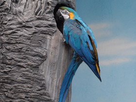 Смотреть фото Сине-желтый ара Фото Сине-желтый ара