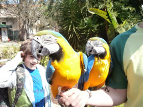 Смотреть фото Сине-желтый ара Фото Сине-желтый ара