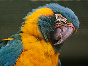 Смотреть фото Синегорлый ара Фото Синегорлый ара