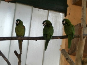 Фото Карликовый ара