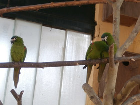 Фото Карликовый ара