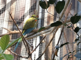 Смотреть фото Красноухий ара Фото Красноухий ара