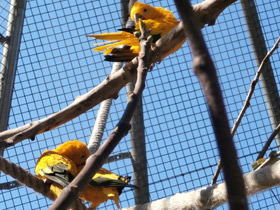 Смотреть фото Золотая аратинга Фото Золотая аратинга