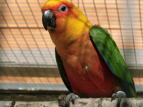 Смотреть фото Аратинга-яндайя Фото Аратинга-яндайя