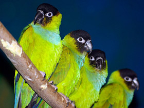 Смотреть фото Нандайа Фото Нандайа