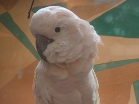 Смотреть фото Молуккский какаду Фото Молуккский какаду