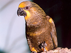 Бурый блестящий лори