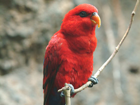 Смотреть фото Красный лори Фото Красный лори