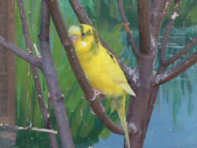 Смотреть фото Волнистый попугайчик Фото Волнистый попугайчик