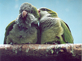 Смотреть фото Калита Фото Калита