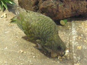 Смотреть фото Кеа Фото Кеа