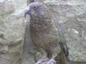 Смотреть фото Кеа Фото Кеа