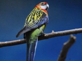 Фото Обыкновенная розелла