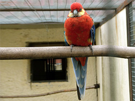 Смотреть фото Желтощёкая розелла Фото Желтощёкая розелла