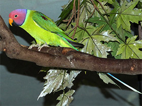 Смотреть фото Сливоголовый кольчатый попугай Фото Сливоголовый кольчатый попугай