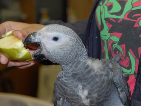 Смотреть фото Жако Фото Жако