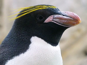 Золотоволосый пингвин