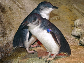 Малый пингвин