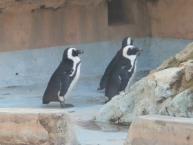 Смотреть фото Очковый пингвин Фото Очковый пингвин