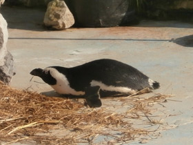Смотреть фото Очковый пингвин Фото Очковый пингвин