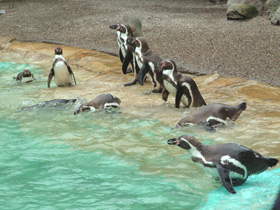 Пингвин Гумбольдта